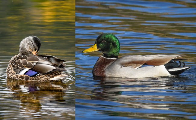 Left: female Mallard preening in the water. Right: male Mallard in water.