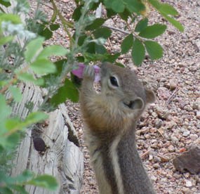 Photo chipmunk eating