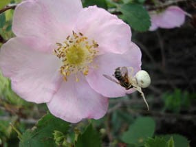 Photo crab spider on a wild rose