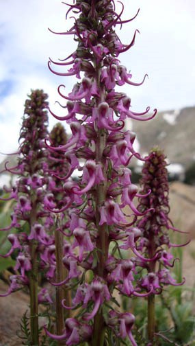 Photo Elephanthead orchid