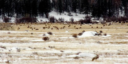 Photo elk and coyote in meadow during winter