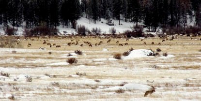 Photo elk and coyote in meadow during winter