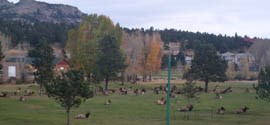 elk_in_estes