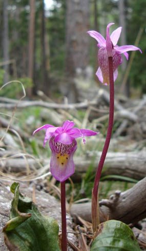 Photo fairy slipper orchid