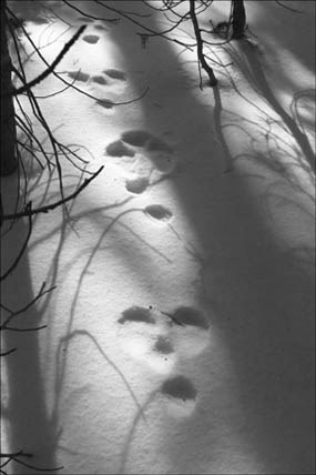 Photo snowshoe hare tracks in the snow