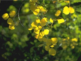 a photo of fading aspen leaves
