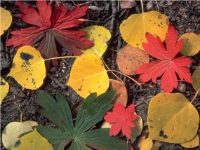 a photo of leaves in fall colors