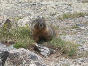 Photo marmot