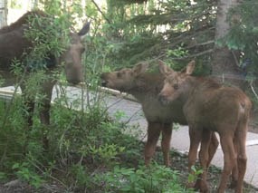 Photo cow moose with twin calves at Kawuneeche Visitor Center