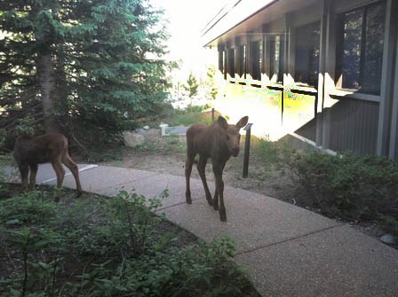 Photo cow moose with twin calves at Kawuneeche Visitor Center