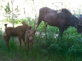 Photo cow moose with twin calves at Kawuneeche Visitor Center