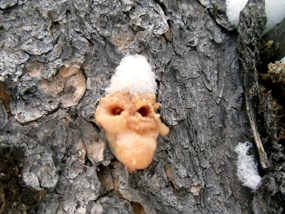 Photo Mountain Pine Beetle pitch tubes on a Lodgepole pine