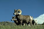 Photo Bighorn sheep ram