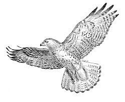 raptor_picture_2
