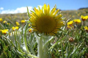 Photo alpine sunflower (rybergia)