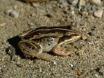 a photo of a wood frog