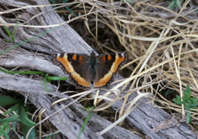 a Milbert's Tortoiseshell butterfly (Aglais milberti)