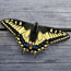 Anise Swallowtail