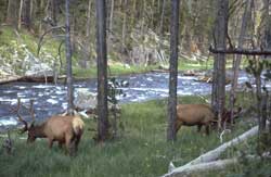 Photo bull elk grazin near river
