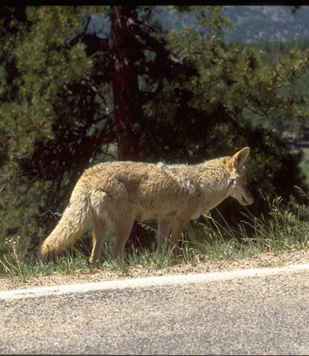 a photo of a coyote in summer