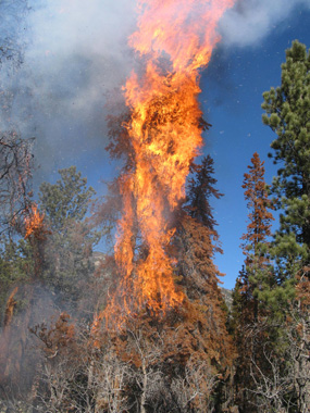 a photo of a crown fire