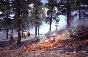 Photo Fire crew manages a prescribed burn at Rocky Mountain National Park.