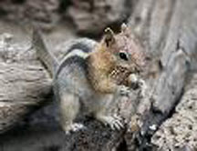 a photo of a golden-mantled ground squirrel