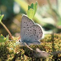 a photo of a Greenish Blue butterfly (Plebejus saepiolus)
