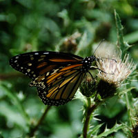 a photo of a Monarch butterfly (Danaus plexippus)