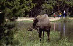 a photo of a moose with people in background