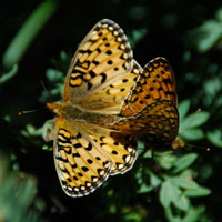 Mormon Fritillary butterflies mating