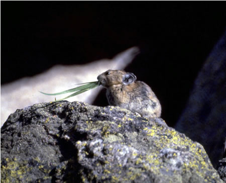 a photo of a pika