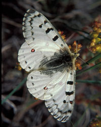 a photo of Rocky Mountain Parnassian (Parnassius smintheus)