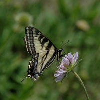 a photo of a Western Tiger Swallowtail (Papilio rutulus)