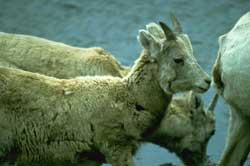 Photo yearling bighorn sheep