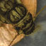 A photo of a stonefly sitting on a penny.