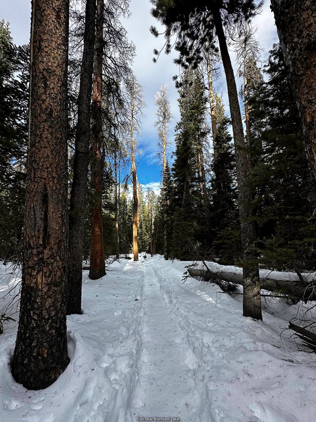 The Bierstadt Trail is covered with snow in Winter. Pine trees line the trail.