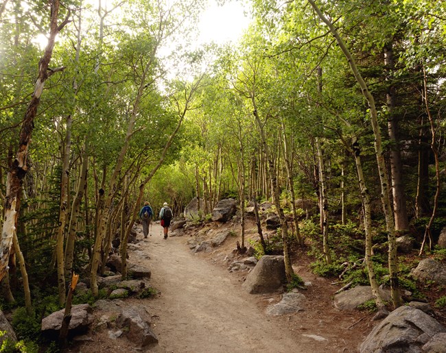 Alberta Falls Trail