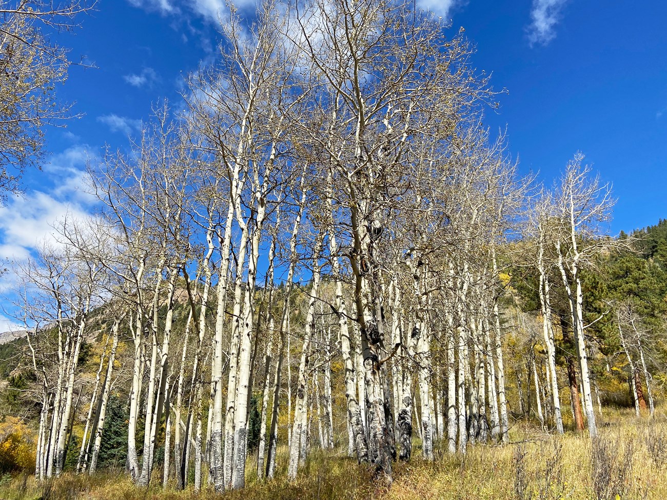 A grove of aspen trees are seen in fall, their leaves have fallen in preparation for winter.