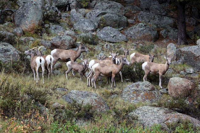 Bighorn Sheep ewes and lambs