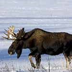 Bull moose in Kawuneeche Valley snow