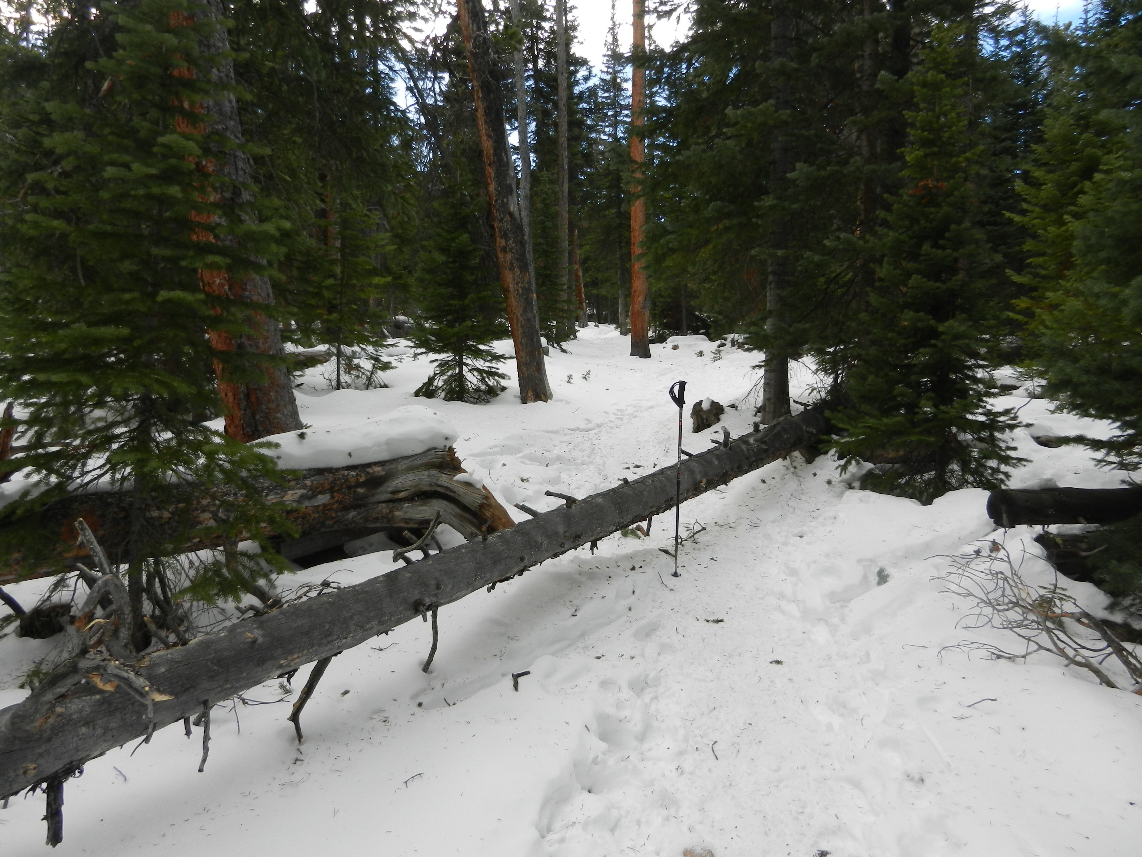 Fallen tree across the trail to Bierstadt Lake