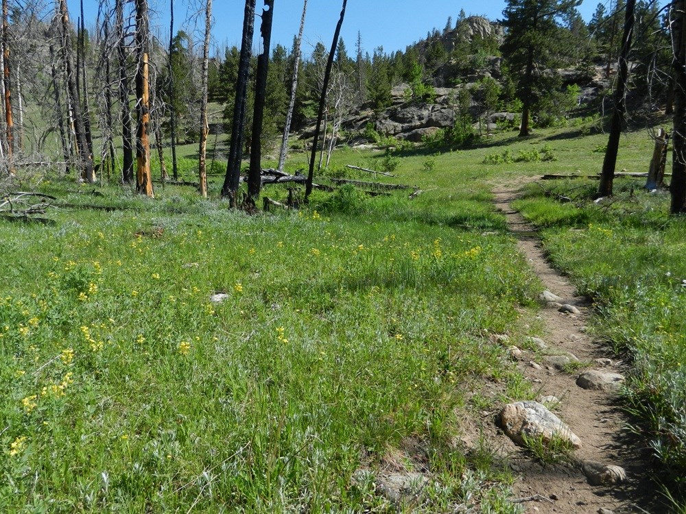 Wildflowers on Hollowell Park Loop