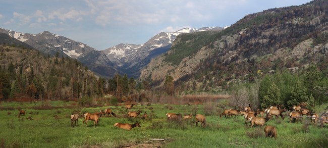 Moraine Park with elk in spring