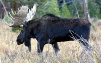 Bull Moose