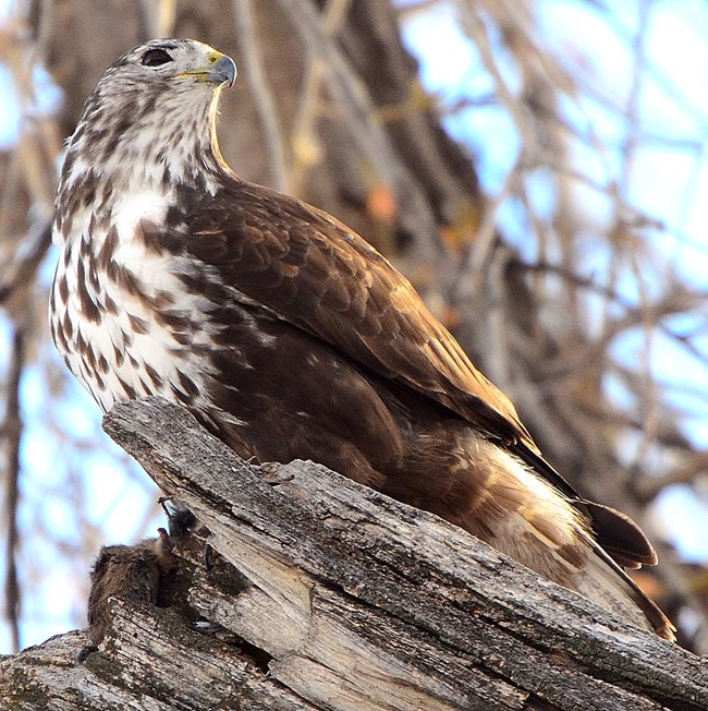 Rough-legged Hawk perched on a tree
