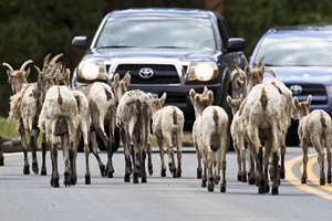 Scenic Drives - Rocky Mountain National Park (U.S. National Park Service)