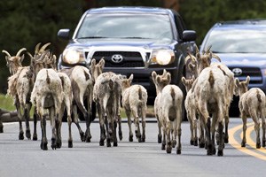 Bighorn sheep share the road with cars