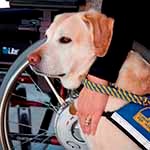 Service Dog credit CCI