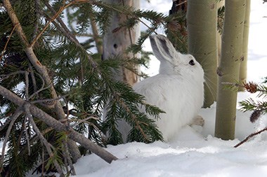 Snowshoe Hare